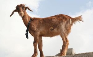 بز تالی