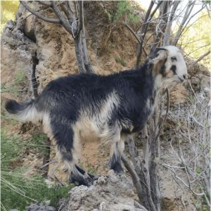 بز قشقایی