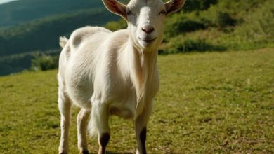 بهترین نژاد بزهای شیری در ایران