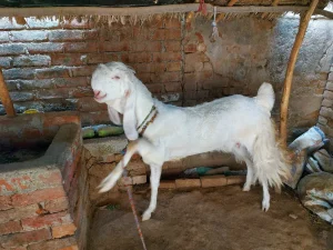 بتال