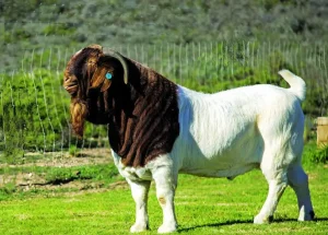 بز بوئر
